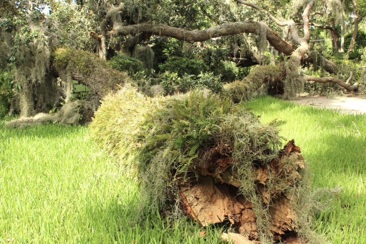 5 Signs Your Trees Aren’t Storm Ready