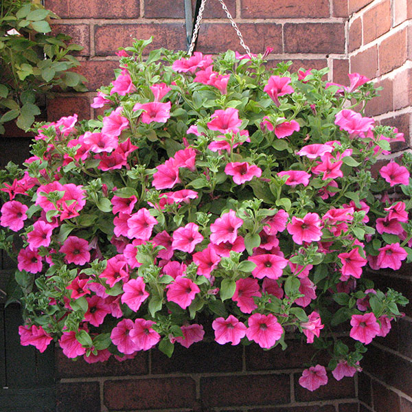 Looking After Your Hanging Baskets