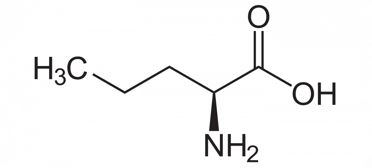 L'acide aminé anabolique