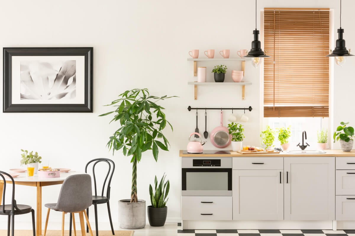 7 Unbelievably Cool Plants for Kitchen Feng Shui
