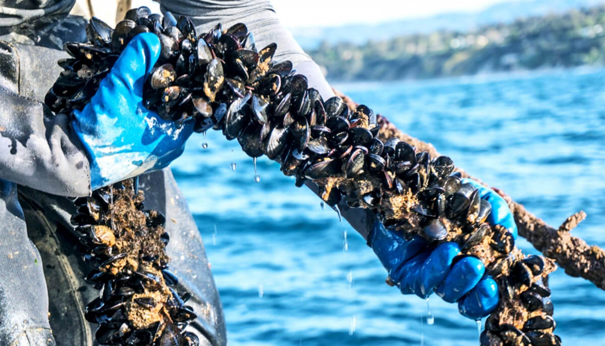 We Should Be Eating More Mussels
