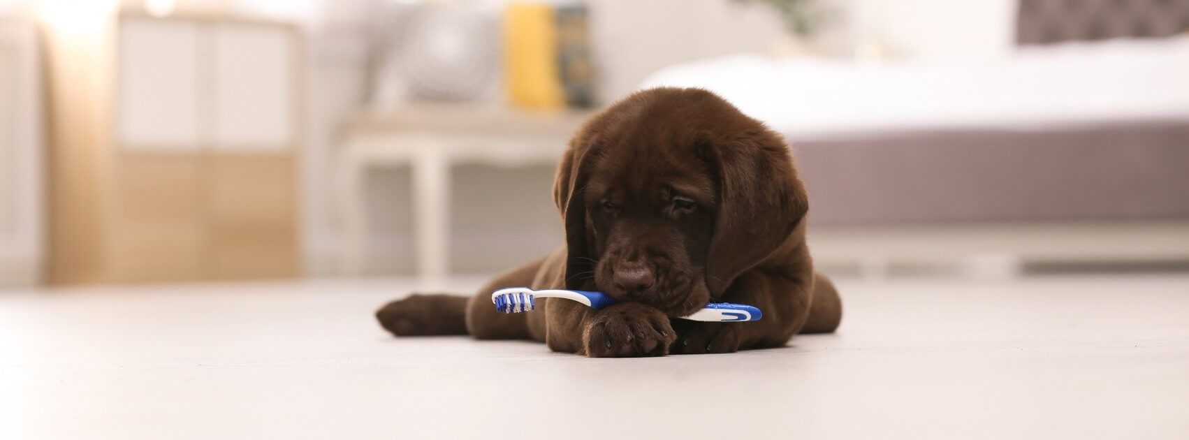 National Pet Dental Health Month: Why Good Oral Health Is Important