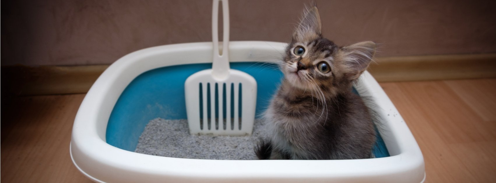 Litter Box Training and Maintenance for Cat Owners