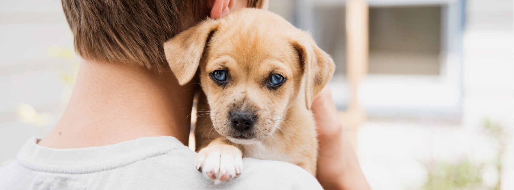 Steps to Take When Choosing and Caring for a New Pet