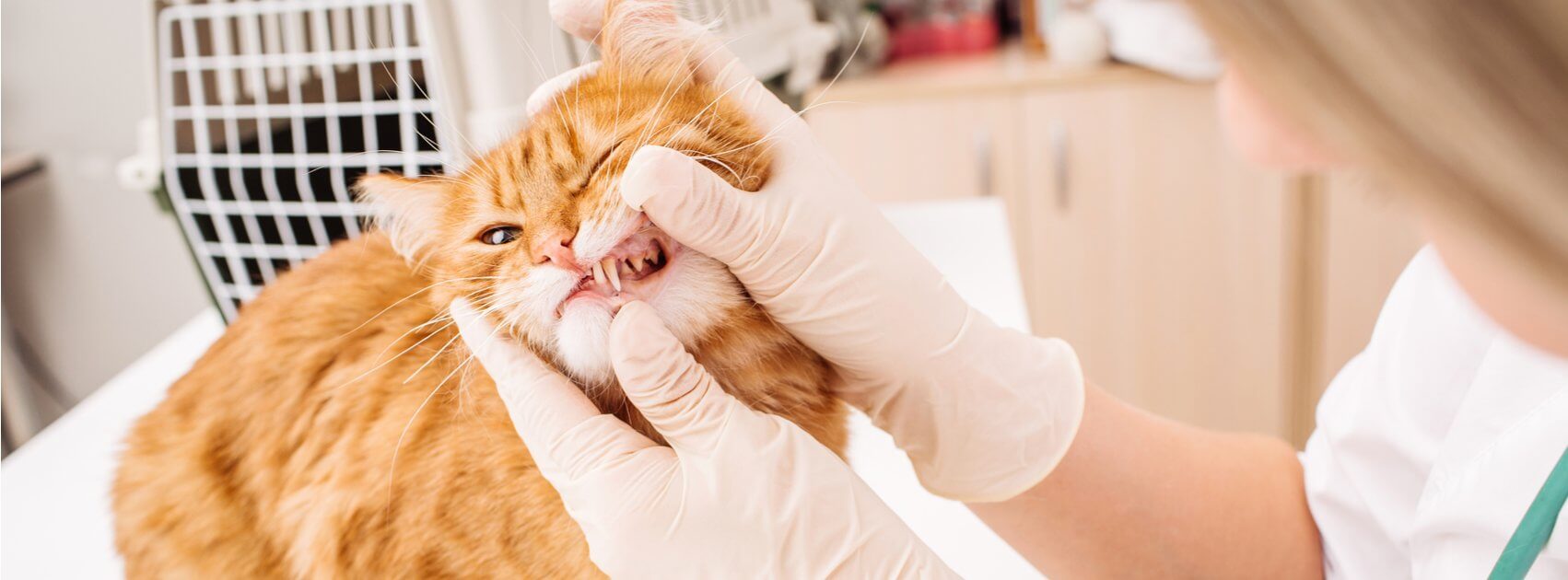 What is feline periodontal disease?