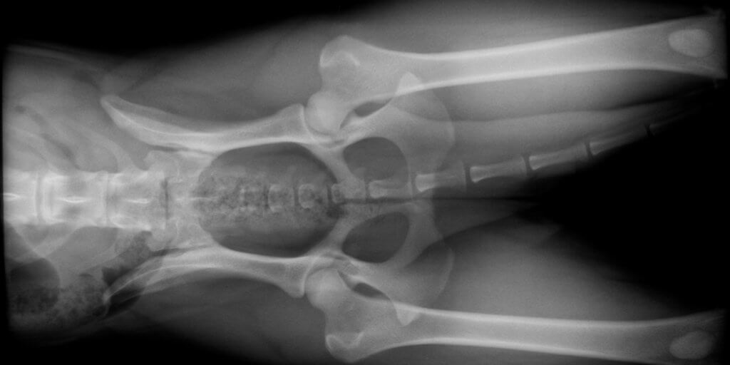 PennHIP X-rays and the Benefits of Determining Canine Hip Dysplasia (CHD) Risk