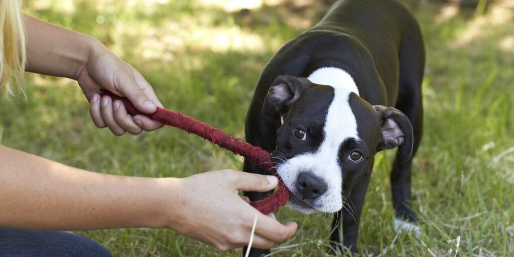 Playing Tug Safely with Your Dog