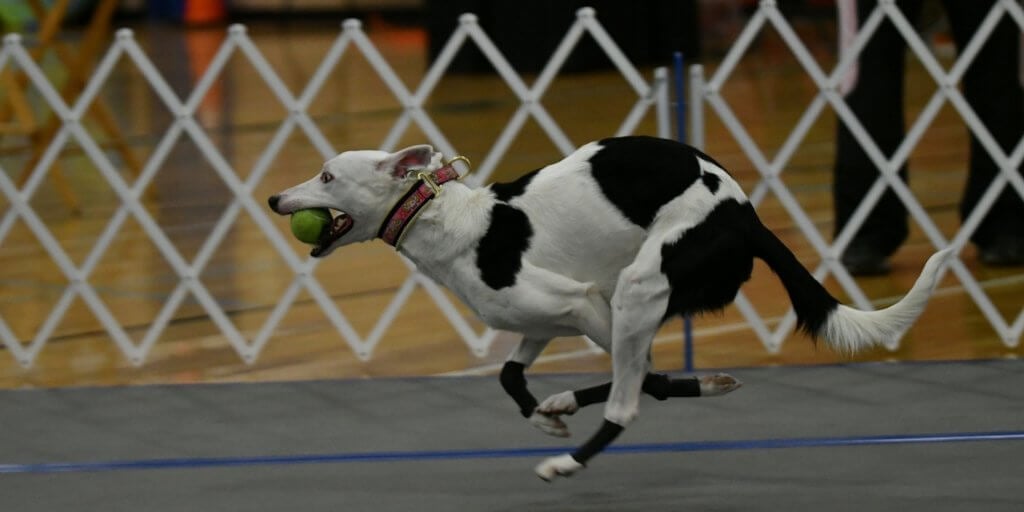 Flyball Warm-Up Routine for Your Dog