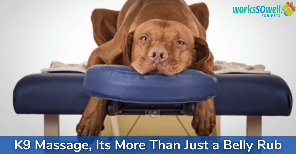 K9 Massage, Its More Than Just a Belly Rub