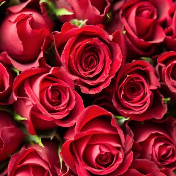 A Guide to Red Roses