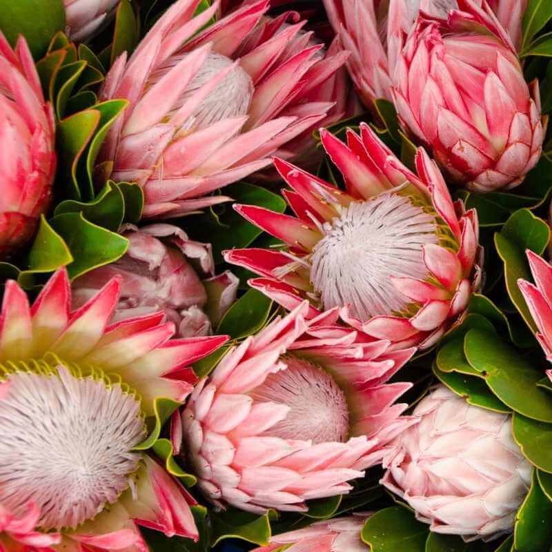South Africa's Beautiful Flowers
