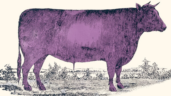 The Purple Bull