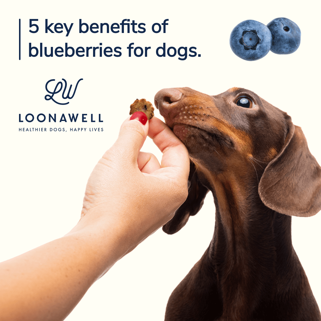 5 key benefits of blueberries for dogs