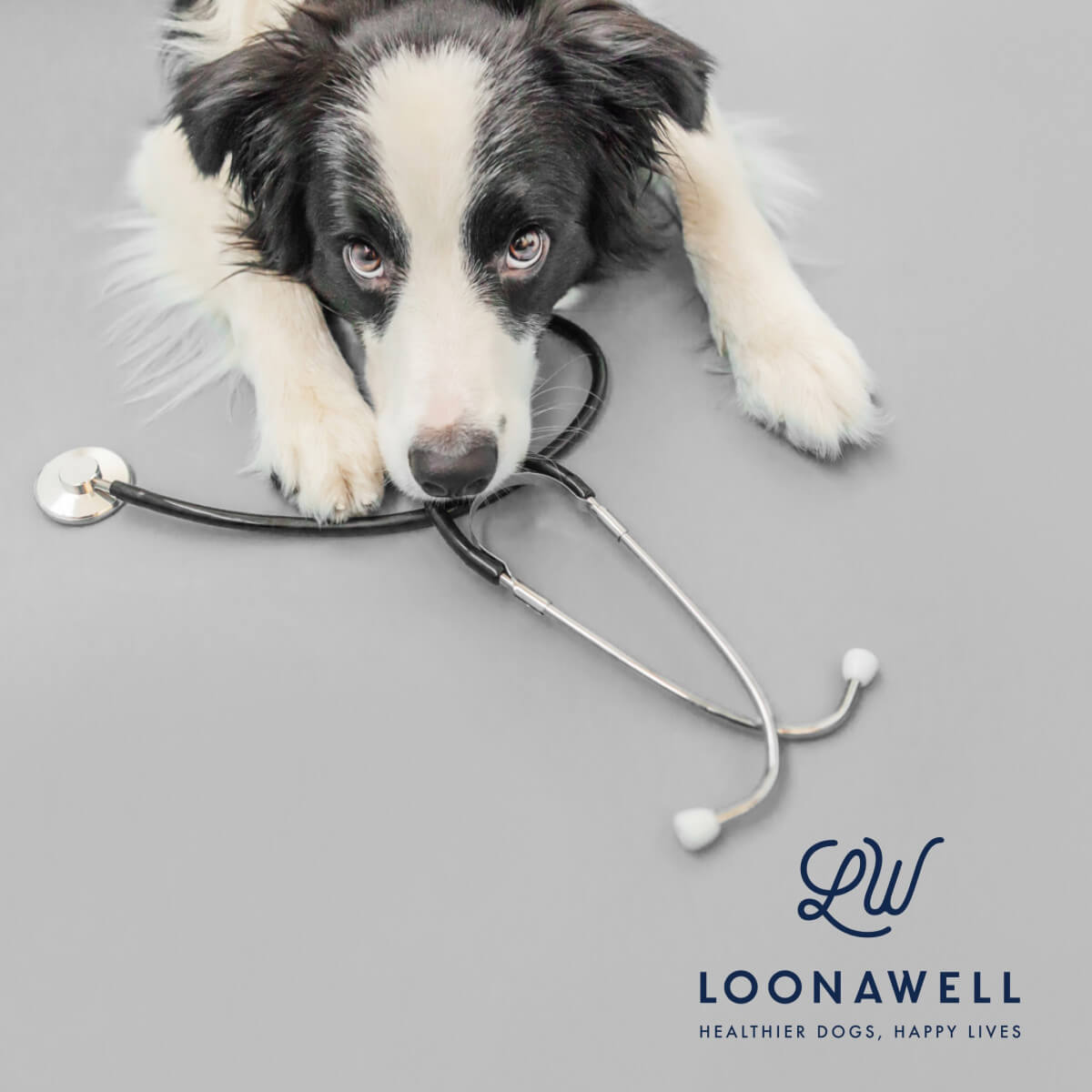 LOONAWELL Recommended By The Vet And Featured In Gentlemag