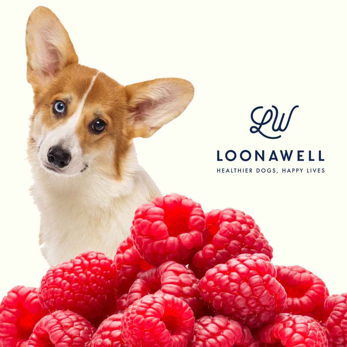 Raspberries for dogs: Small fruit with large benefits!