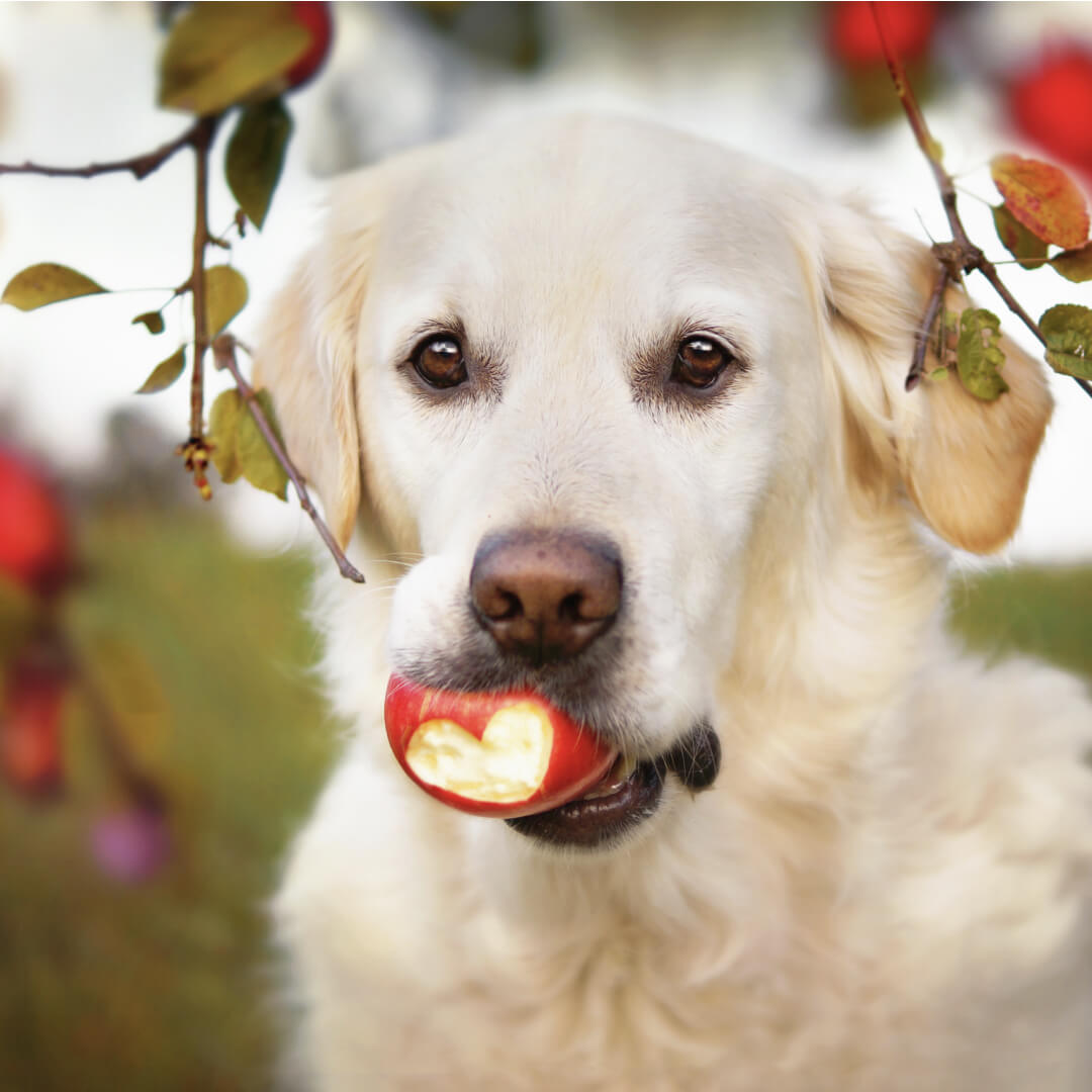 The Most Powerful Health Benefits of Apples for Dogs
