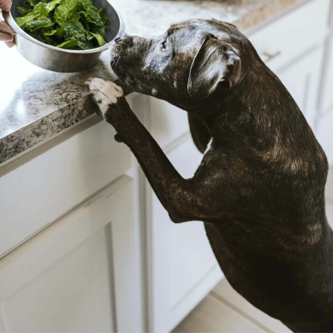 3 Amazing Ways Spinach Boosts Your Dog's Health