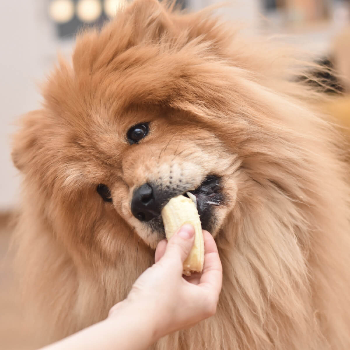 The Benefits of Bananas For Dogs