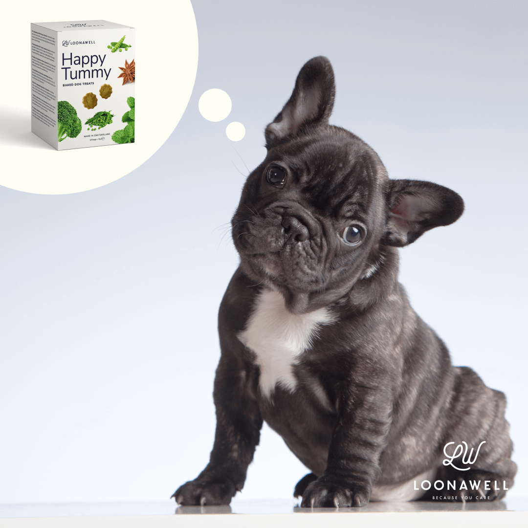 The 4 key Benefits of Broccoli for Dogs