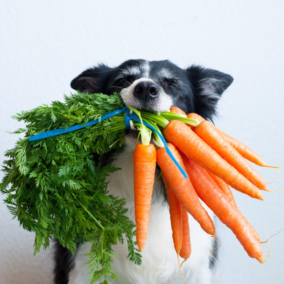 Carrots Are Amazing for Your Dog's Health. Learn why !