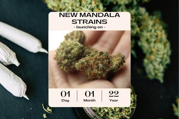3 New Mandala Seeds Strains