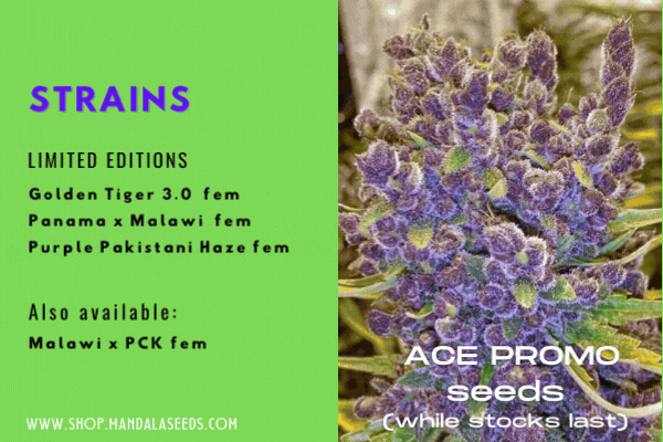 New ACE SEEDS strains: Golden Tiger 3.0 and more!