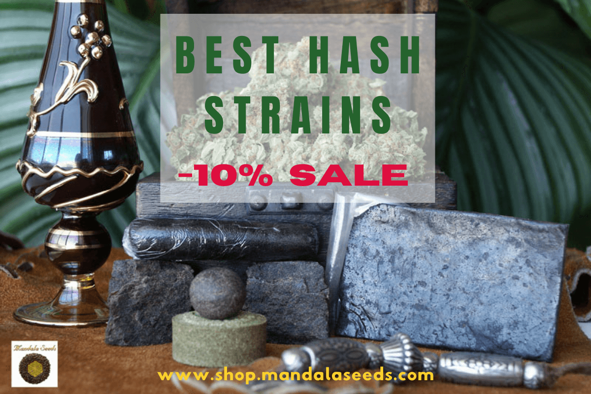 Best Hash Strains Sale! Hashberry, Krystalica, and more!