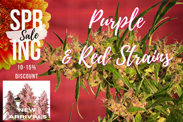 Spring Sale: Purple & Red Marijuana Strains. We're celebrating colour!