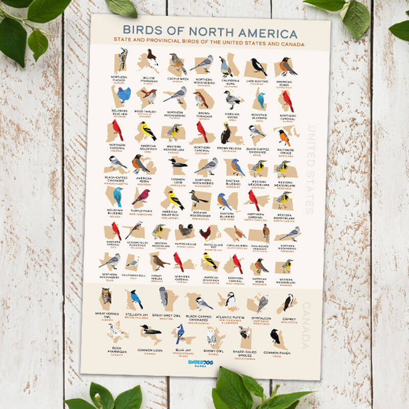 Birding Fans Will Love Our Illustrated List of State Birds Poster