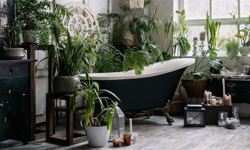 Creating an Indoor Jungle Vibe in Your Home