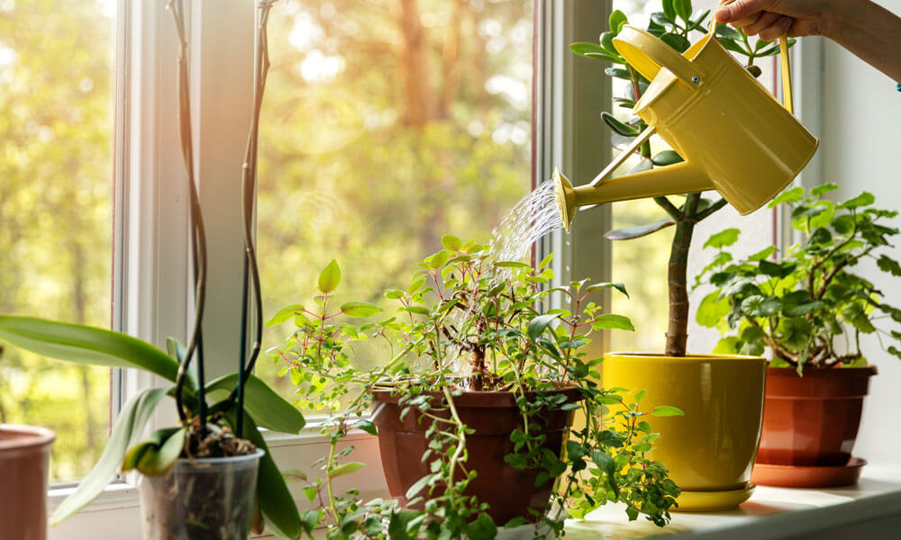 Common Mistakes People Make Caring for Houseplants