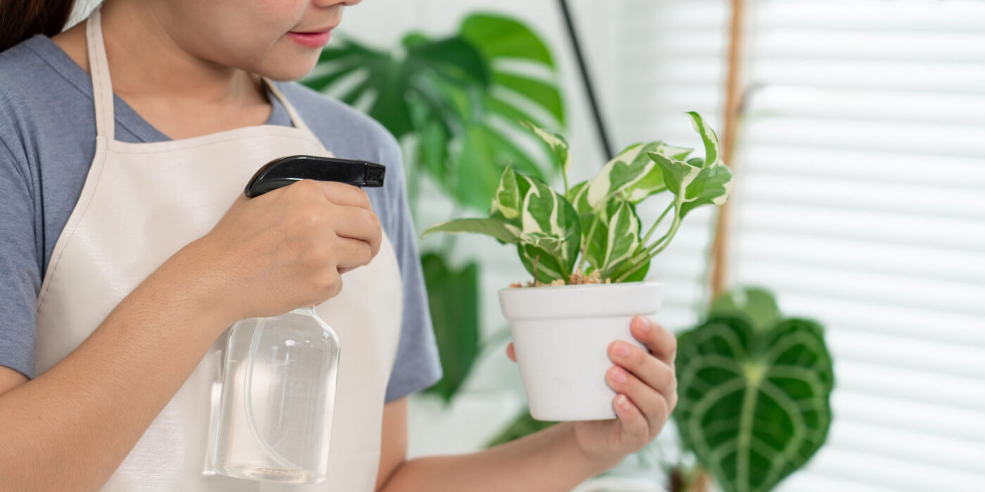 The Benefits of Misting Your Indoor Plants