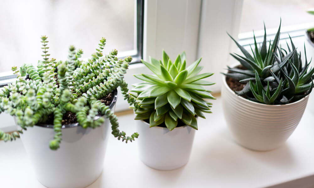 Why Everyone Should Have Succulents in their Home