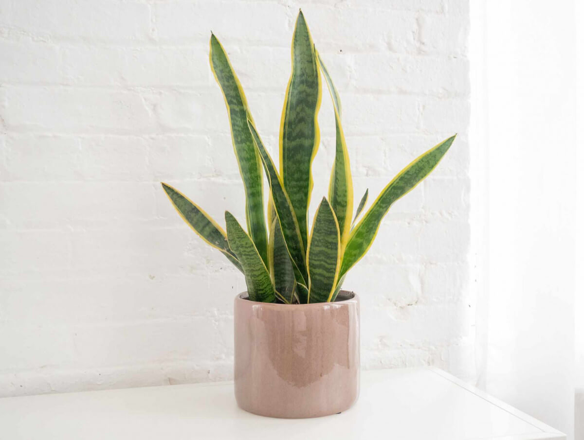 The Snake Plant is Perfect for Beginners