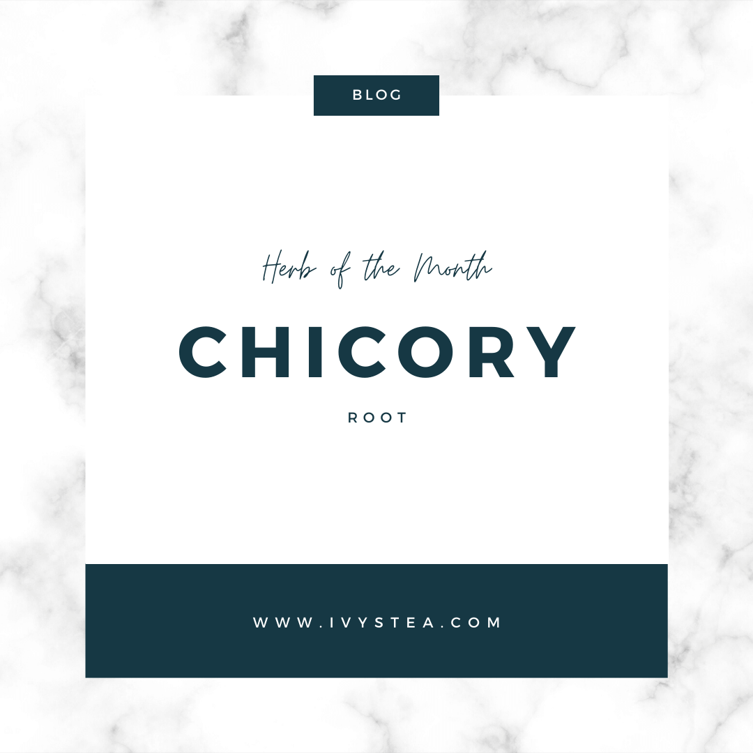 Herb of the Month: Chicory Root