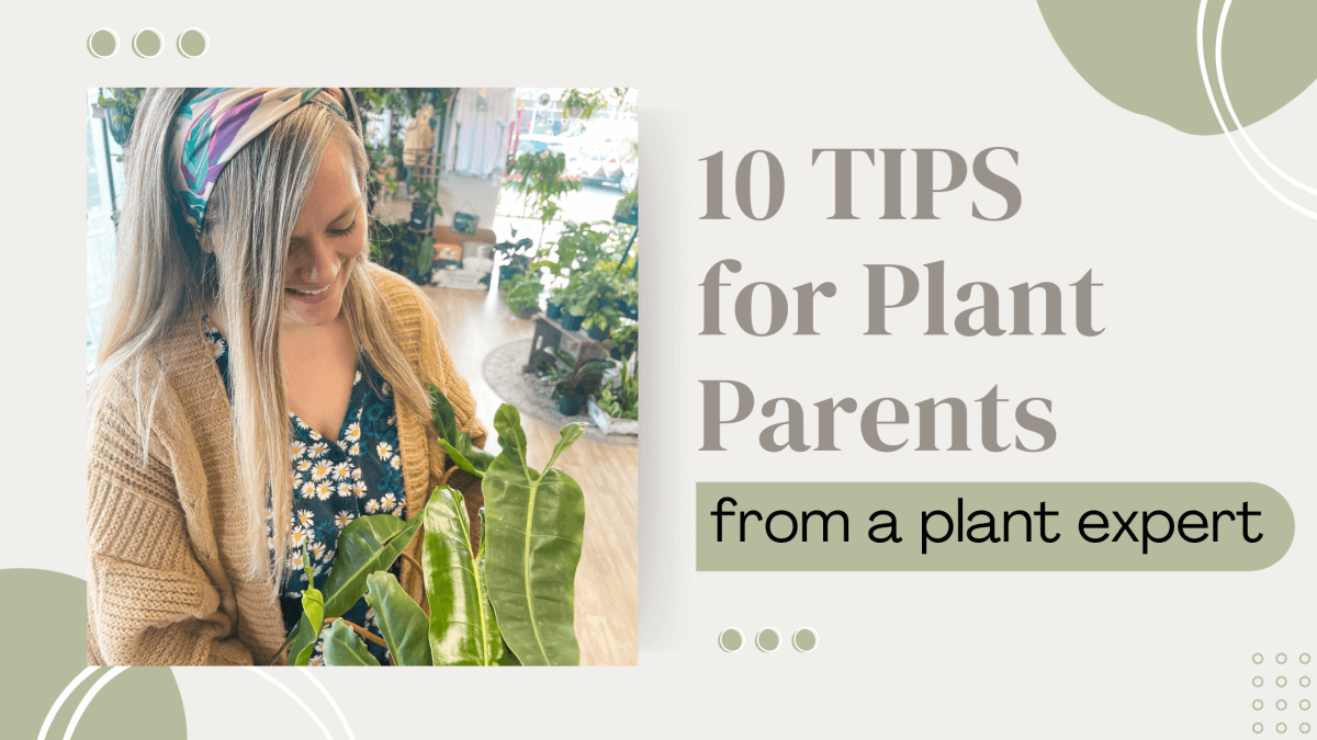 10 Best Tips for Every Plant Parent with Tasha
