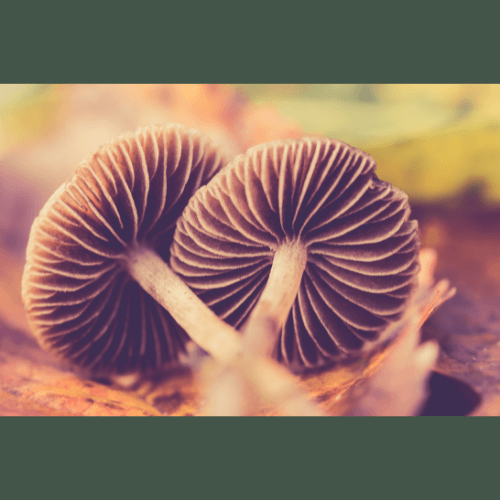 Mushrooms in Skincare - What are mushrooms?