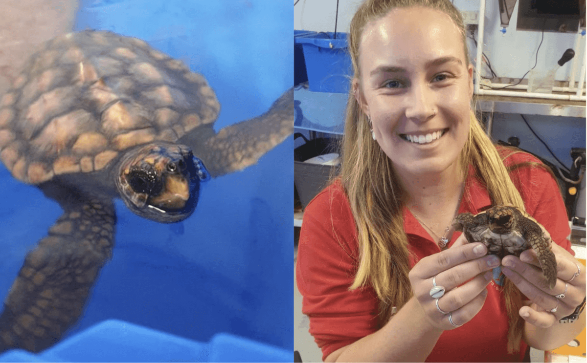 #PlasticFreeJuly Review - Turtle Rescue and Rehabilitation in WA