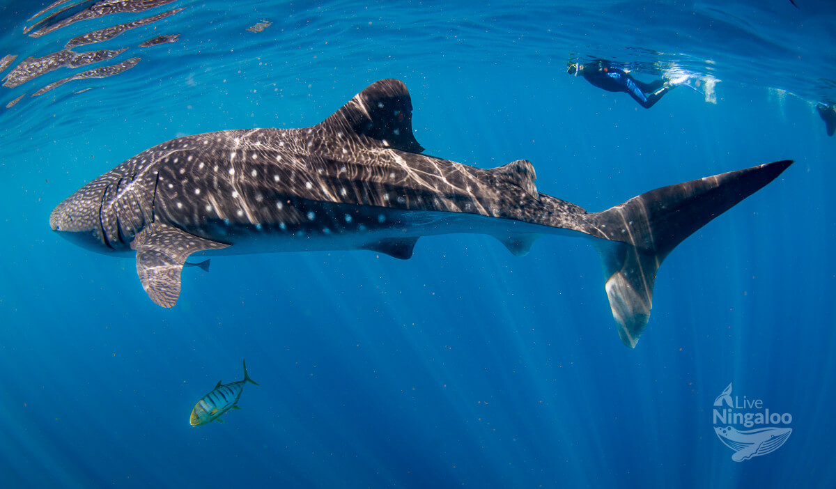 Swimming with Whale Sharks in Western Australia