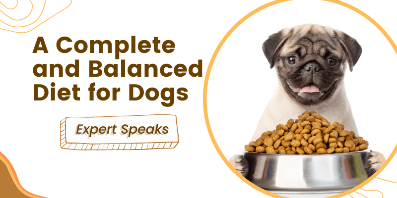 What is a Complete and Balanced Diet for Dogs?