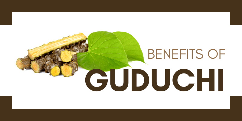 10 Benefits of Guduchi (Giloy) Herb