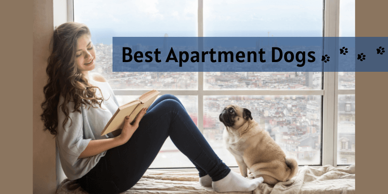 The 5 Best Apartment Dogs