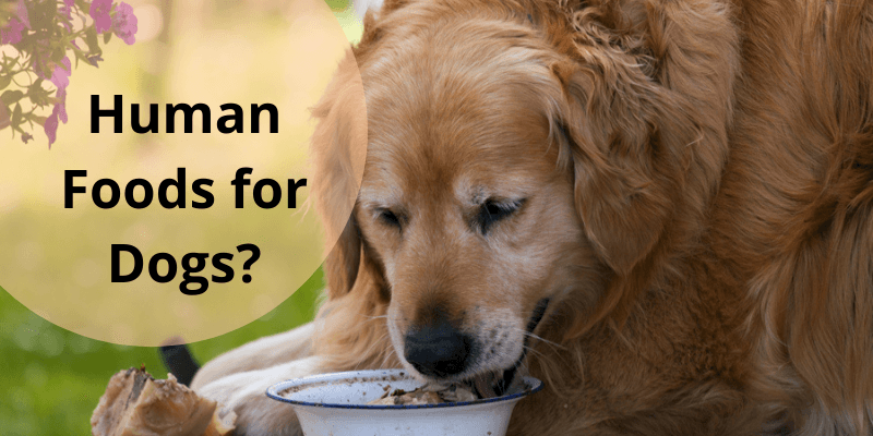 Best Human Foods for Dogs (and Foods to Avoid)