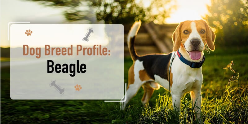 Dog Breed Profile: Beagle