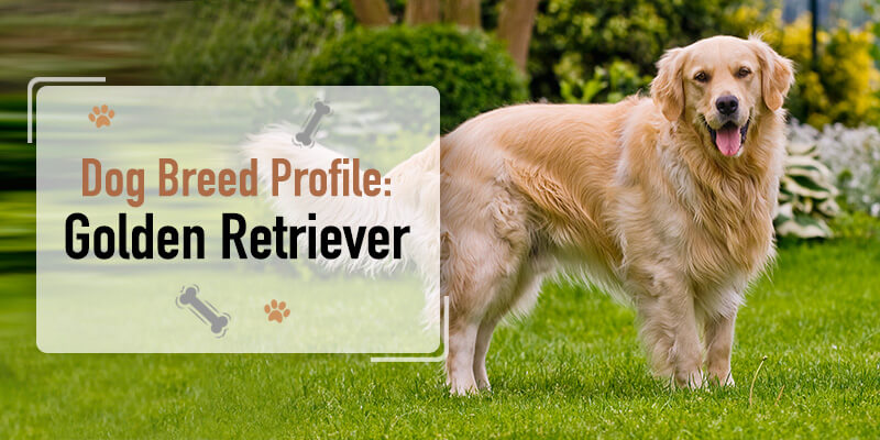 Dog Breed Profile: Golden Retriever