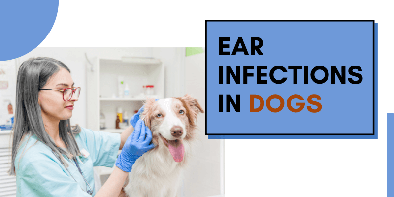 How to Treat Ear Infections in Dogs
