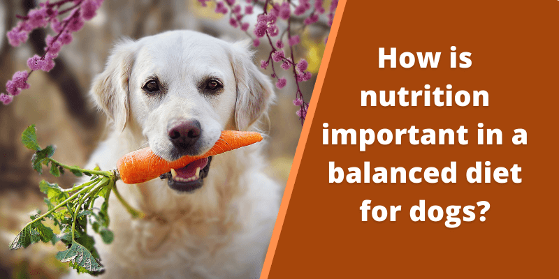 How is Nutrition Important in a Balanced Diet for Dogs?