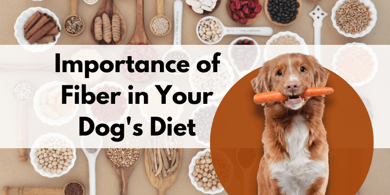 How to Add More Fiber to Your Dog's Diet