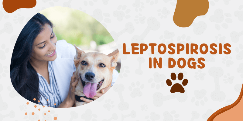 Leptospirosis in Dogs (Risk Factors, Symptoms, and Prevention)