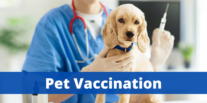 What is Pet Vaccination? Does it have any side effects?